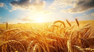 金色麦田迎日出美景