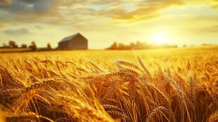 夕阳下的金色麦田与农舍