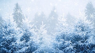 冬日雪覆松林梦幻景象