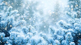 冬日雪景中的松枝