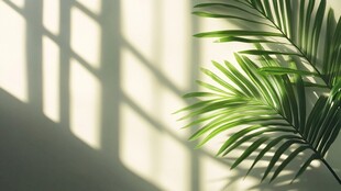 阳光洒下的翠绿棕榈叶