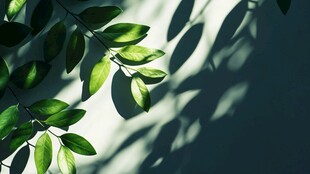 绿叶映白墙光影之美