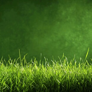 嫩绿青草背景图
