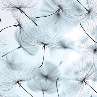 梦幻蒲公英飘逸轻盈画面