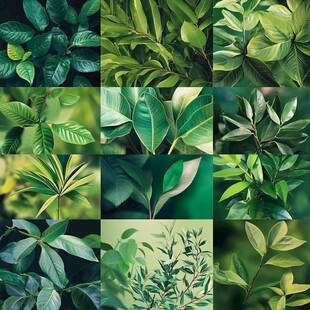 多样绿叶植物特写集合