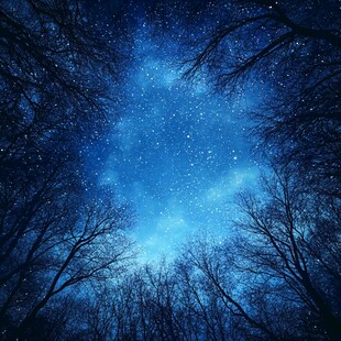 夜空下的静谧树林与繁星