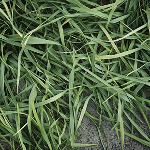 翠绿细长草叶特写