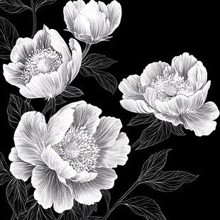 黑白花卉图案 优雅芍药花