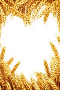 金黄麦穗环绕的空白背景