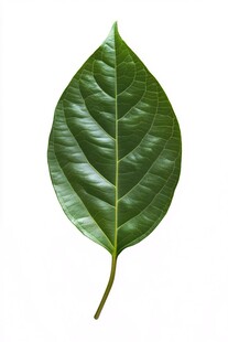 单片翠绿叶片特写