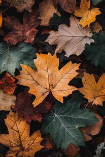 五彩斑斓秋叶的美丽邂逅