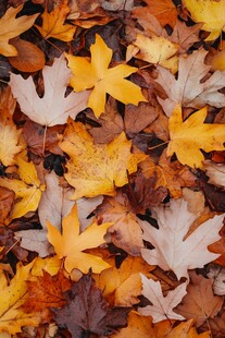 秋日斑斓落叶特写