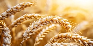 金黄麦穗展现丰收之美