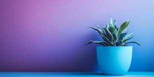 蓝盆绿植映衬梦幻紫背景