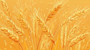 金黄麦穗 奏响丰收旋律