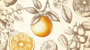 复古风柑橘植物插画图案