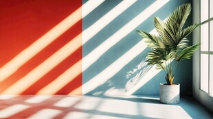 阳光洒入的绿植室内角落