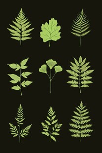 多样绿植叶片素材
