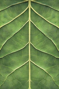 绿叶脉络特写