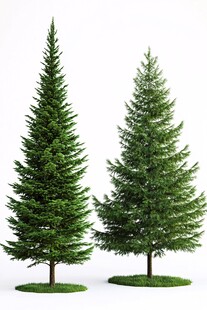 两棵挺拔的仿真圣诞树