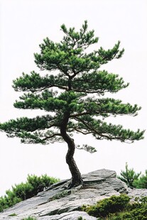 孤松傲立岩石间