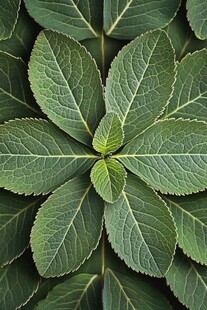 对称绿叶的自然之美