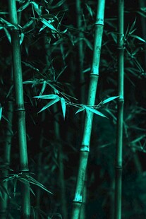 幽蓝竹林绿意生机