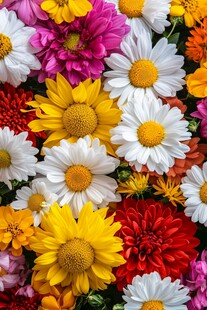 缤纷多彩花卉大集合