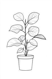 盆栽植物线描插画