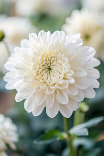 白色大丽花特写