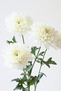 白色菊花特写