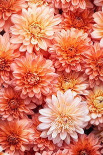 橙粉大丽花盛放美景