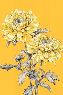 黄色菊花插画
