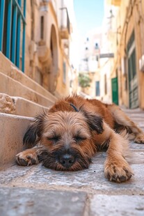小巷中酣睡的可爱小狗