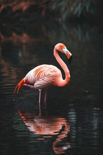 水中单腿站立的优雅火烈鸟