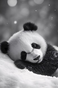 雪地中休憩的可爱大熊猫