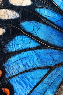 梦幻蓝蝶翅膀微观之美