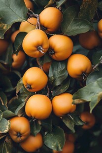 枝头硕果累累的诱人柿子