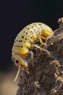 黄色斑点幼虫攀爬于泥土