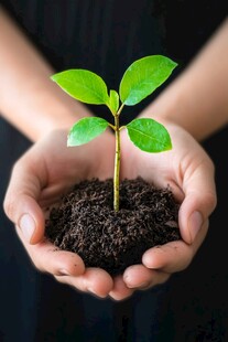 双手呵护下的嫩绿幼苗