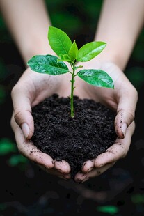 双手呵护下的嫩绿幼苗