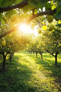 阳光照耀下的静谧果园