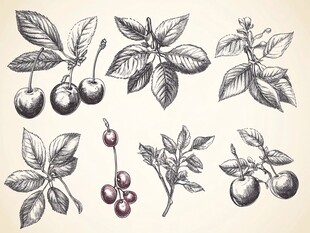 手绘樱桃枝叶果实插画