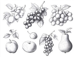 手绘水果素描图