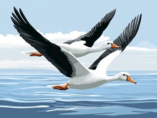 双鹅展翅翱翔于碧海蓝天