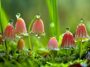 雨后娇艳的小蘑菇