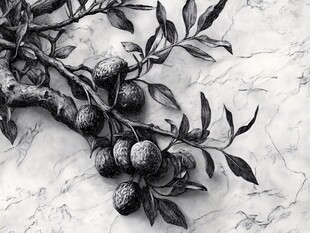 橄榄枝与果实黑白插画