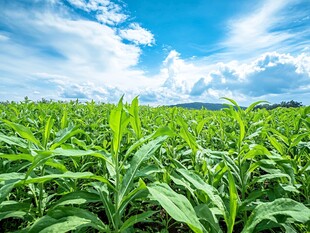 蓝天绿野下的蓬勃植物