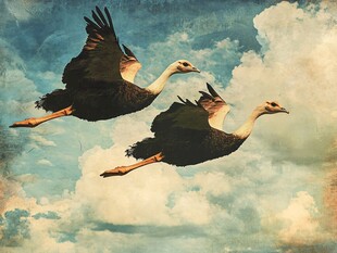 双鸟翱翔于蓝天白云间