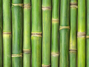 翠绿竹排 清新自然景致